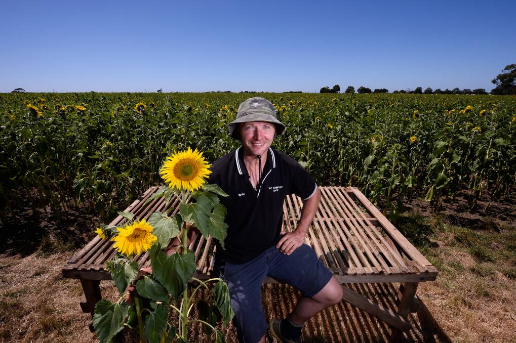 BRIGHT: The Farmgate Shop owner Mark Dunne in the business' new sunflower farm. Pictures: Adam Trafford