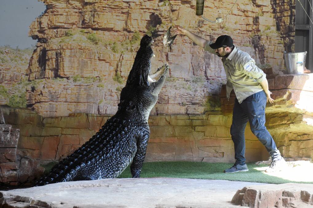 CHOMP: Ballarat Wildlife Park had record crowds as it prepares for the quiet winter months. Picture: Kate Healy