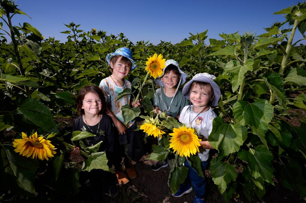 Alina, Eli, Elliot and Ethan at the sunflower farm.