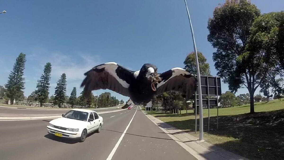 As spring starts, so does swooping season. Picture: Trent Nicholson