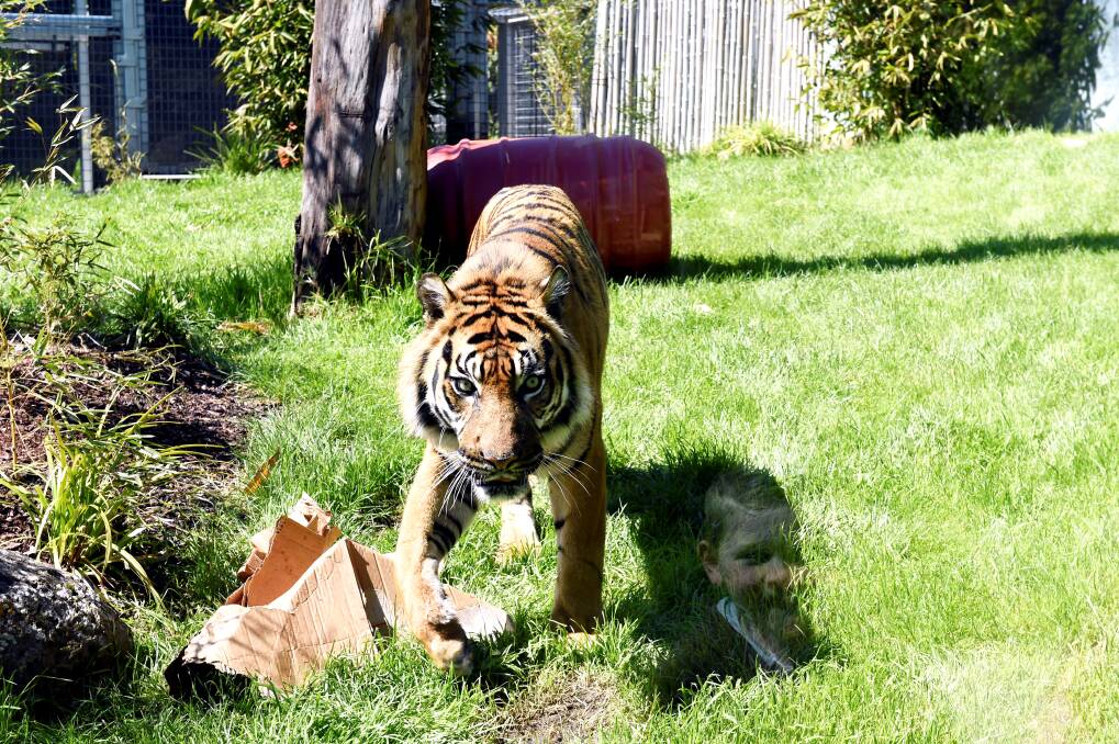 CAUTIOUS: The Ballarat Wildlife Park is careful to keep its Sumatran tiger safe from potential COVID infection. Picture: Jeremy Bannister