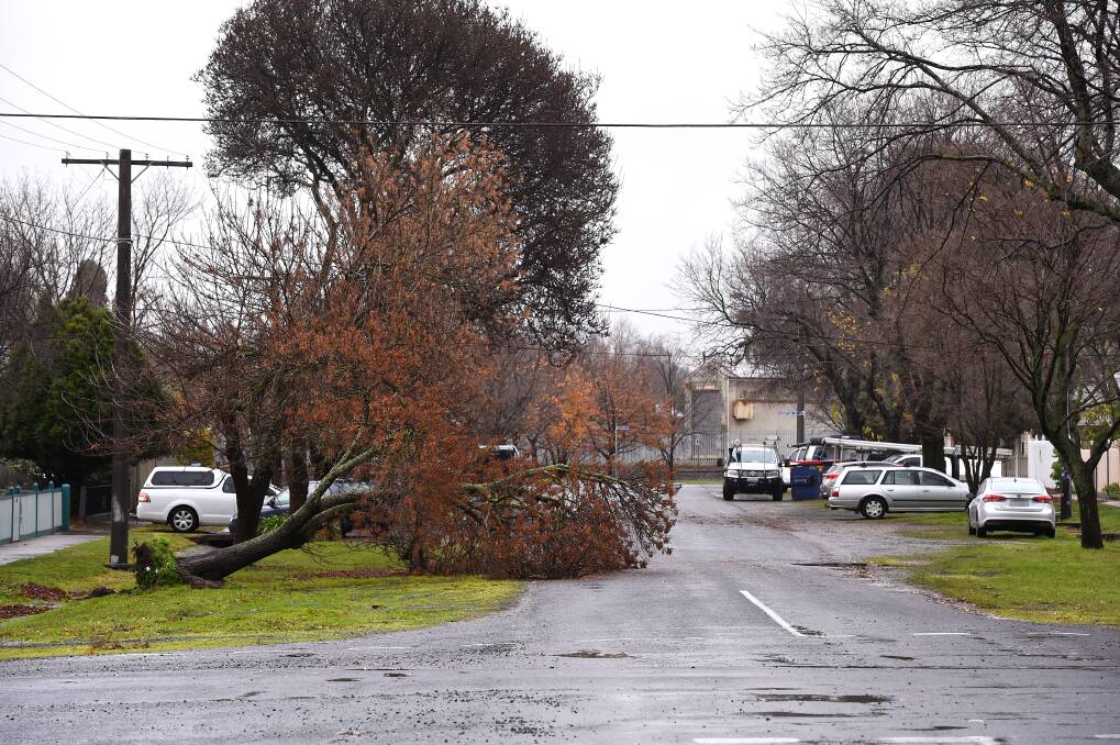 Downed trees were one of the most common issues faced by SES crews. Picture: Adam Trafford