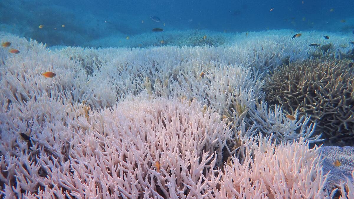 Bleached coral at Heron Island. Picture supplied/AAP