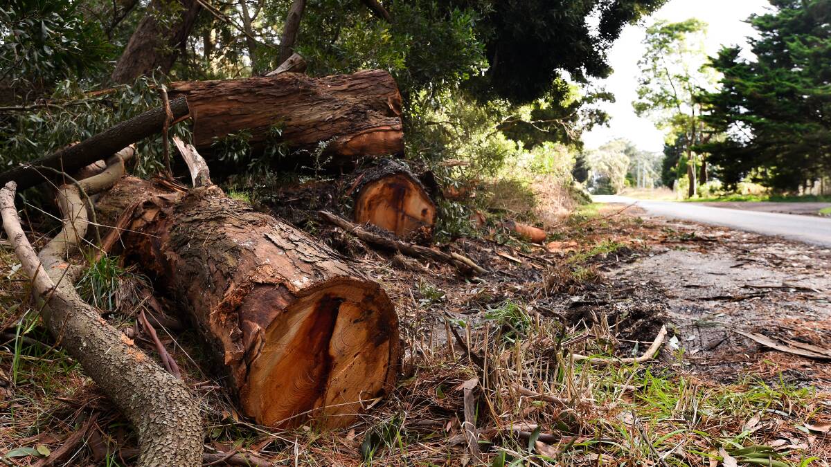 WOOD WASTAGE: What is going to happen to the fallen trees lining our roads? Picture: Adam Trafford