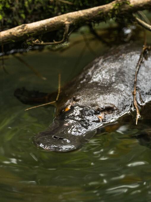 A wild platypus dubbed 'Grumpy Turtle'. Picture ACF