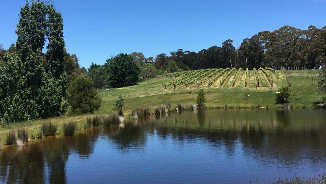 PICTURE PERFECT: Spring in the Lawlor family's vineyard makes it a great place to visit. Picture:Supplied.