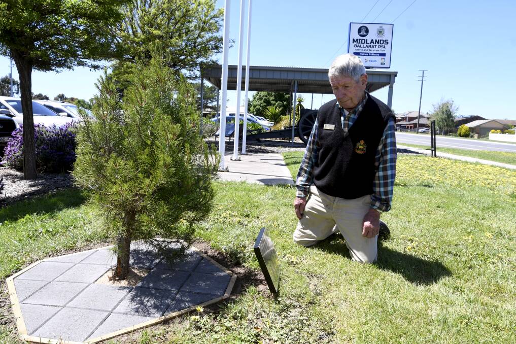 LONE NO MORE: Ballarat RSL president Alan Douglass is in the presence of the Aleppo pine sapling descended from Gallipoli's famous tree. Picture: Lachlan Bence.