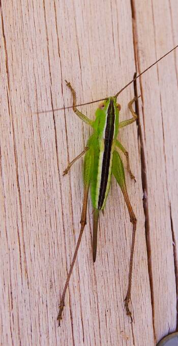A katydid seen hopping around the district. Picture by Fon Ryan