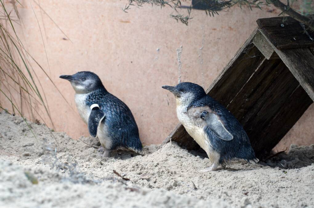 The Ballarat Wildlife Park's new penguins, Bunny and Hop. Picture by Kate Healy. 