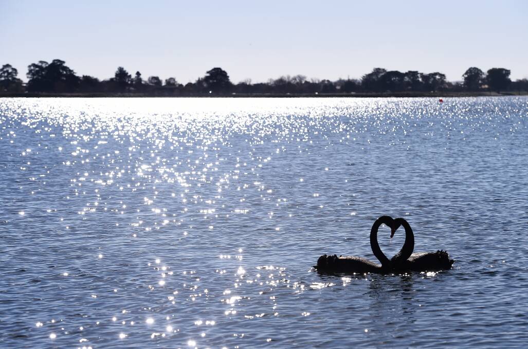 LOVE THE LAKE: Two of Ballarat's iconic Lake Wendouree swans hang out on the water. Picture: Adam Trafford. 