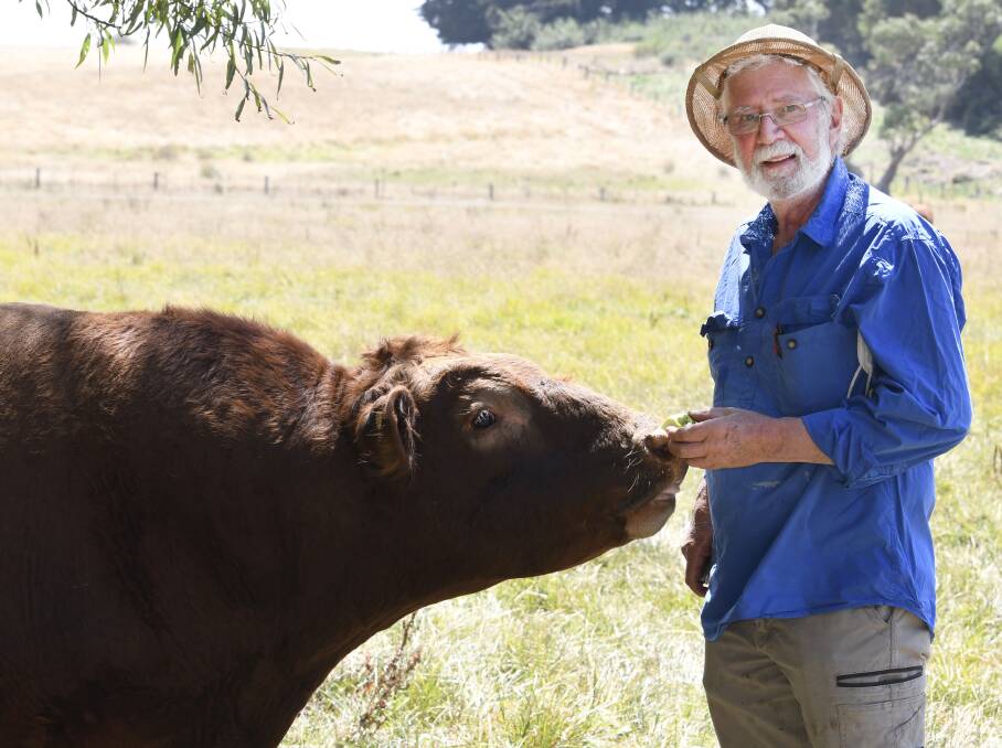 Crawford with his favourite, friendly bull. Photo: Lachlan Bence