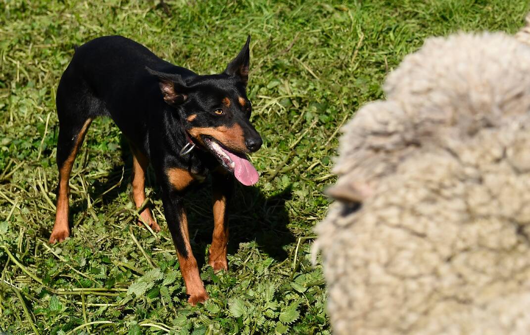Ian O'Connell's kelpie Milly, sizing up the sheep. Picture: Adam Trafford 