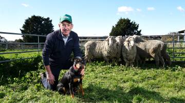 Celebrated working dog trainer Ian O'Connell with young kelpie Milly. Picture: Adam Trafford