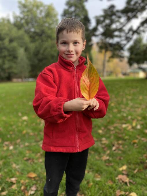 Enchanted with autumn leaves: Buninyong Primary School pupil Seth Edwards