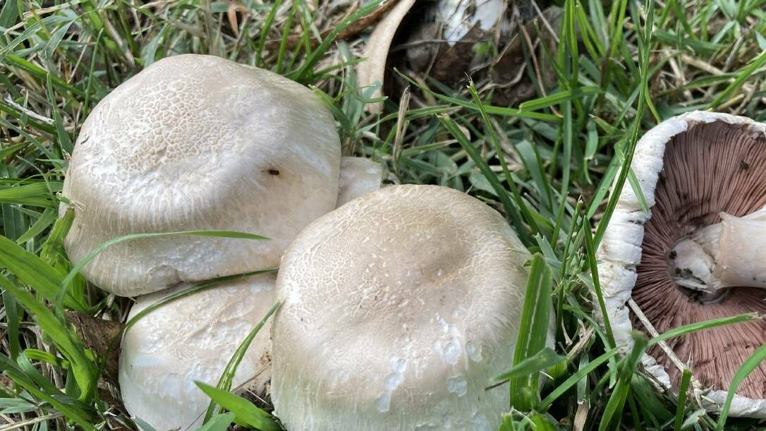 The yellow staining mushroom grows in colonies and not far from trees and can cause severe gastric upset if eaten by some people.