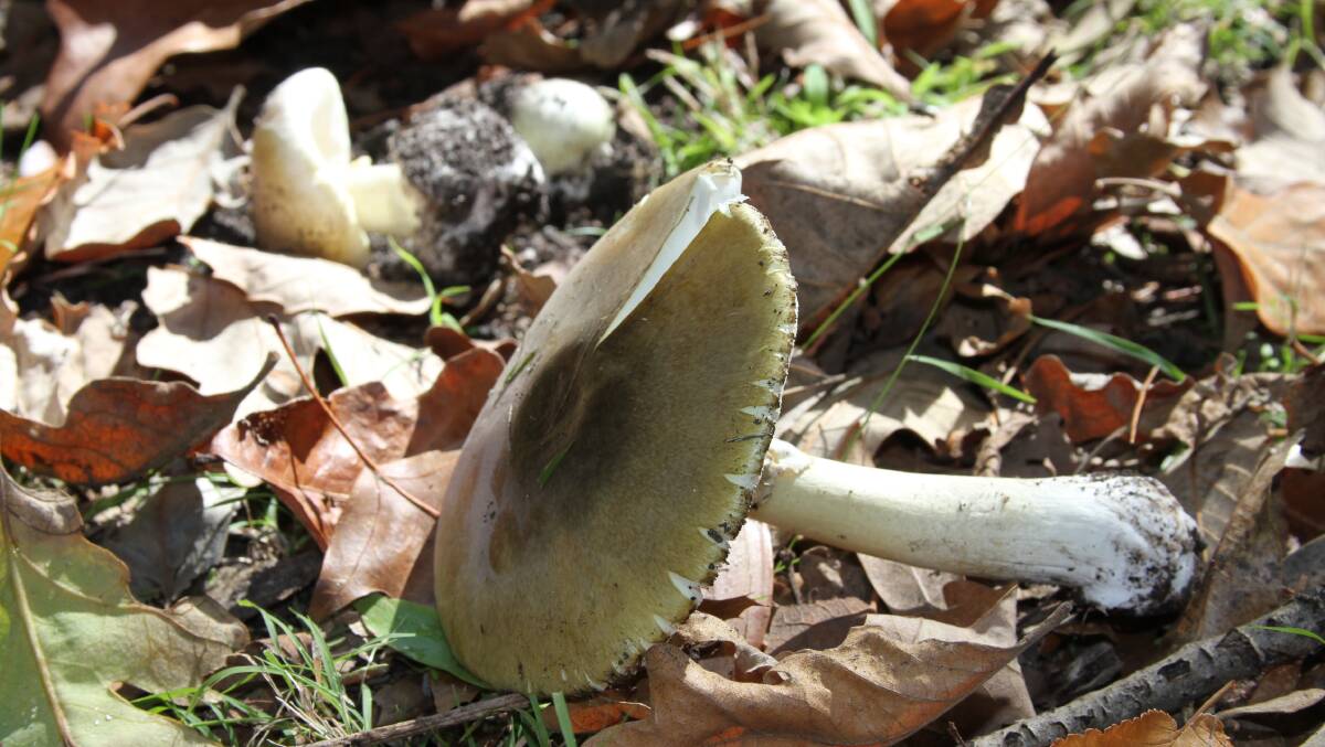 A death cap mushroom. File photo.