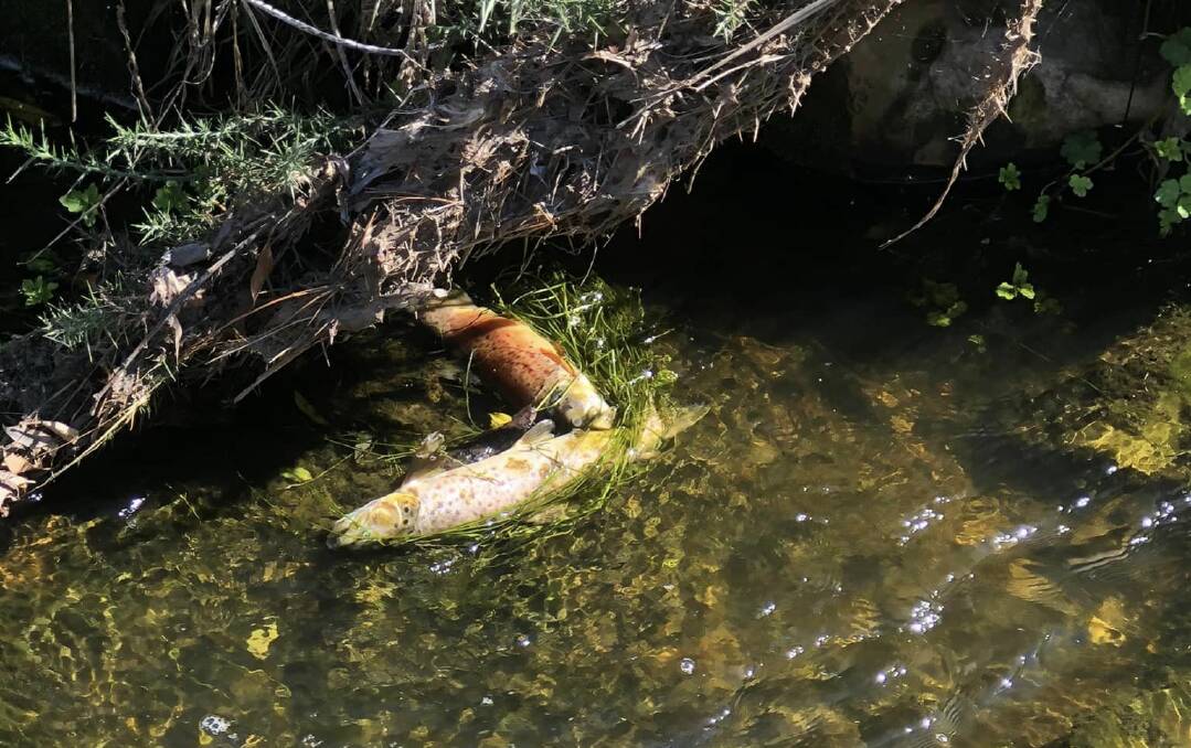 Authorities are investigating after 30 Brown Trout were found dead in the Yarrowee River. Picture supplied by Damien John Murnane.