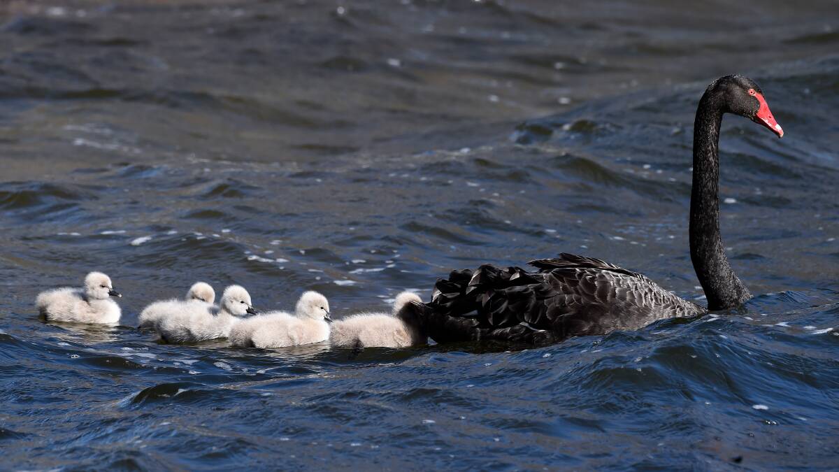 Lake Wendouree swan and cygnets. Picture by Adam Trafford