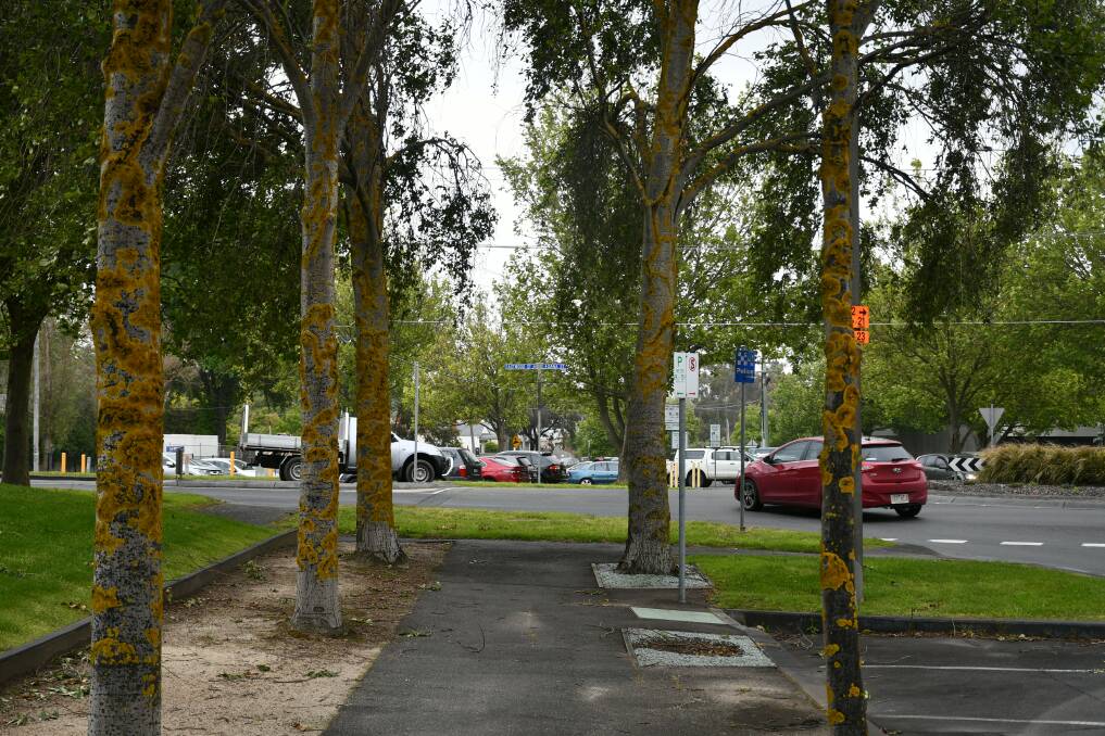 The City of Ballarat will create a new bike trail at the expense of several Poplar trees in the CBD. Works are set to commence by early 2023. Picture by Alex Ford.