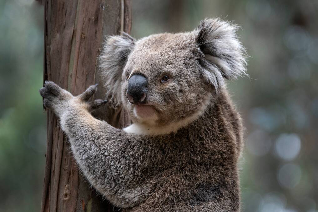 One of the four koalas that could be made homeless as plans to clear the blue gum plantation in Gordon are set to go ahead on May 6, according to wildlife advocates. Picture: Peter Kervarec.
