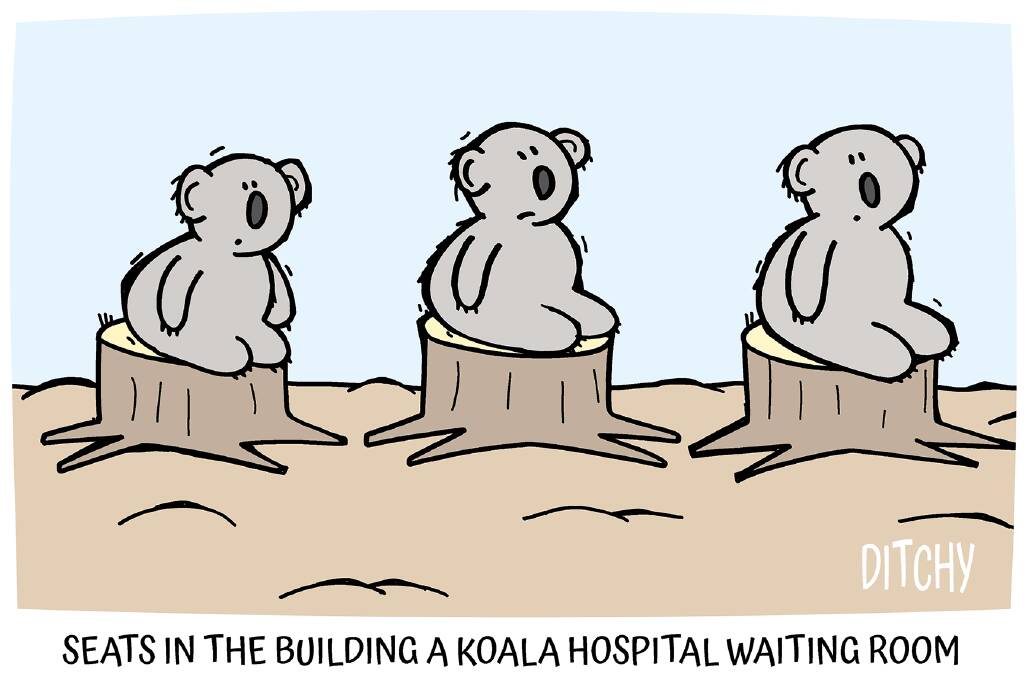 'We needed it years ago': push for koala hospital in Ballarat