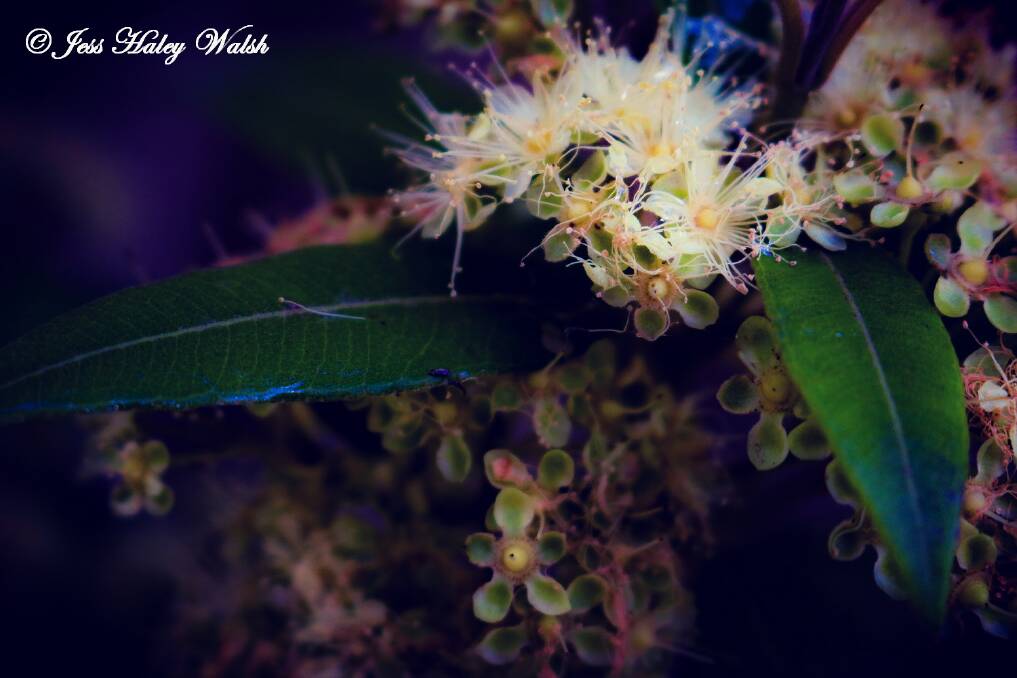 Jess Haley's photo 'Bush Tucker' which took out the 'flora' novice category. Picture by Jess Haley.