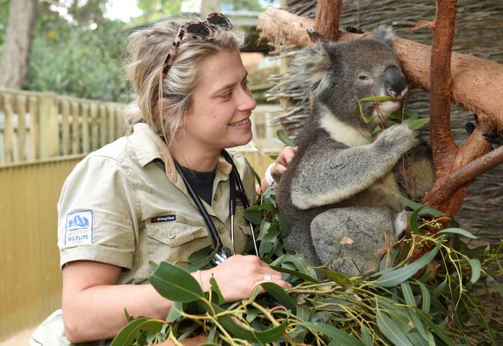 Ballarat Wildlife Park member Cass Hancock with one of their koalas. Picture: Lachlan Bence.