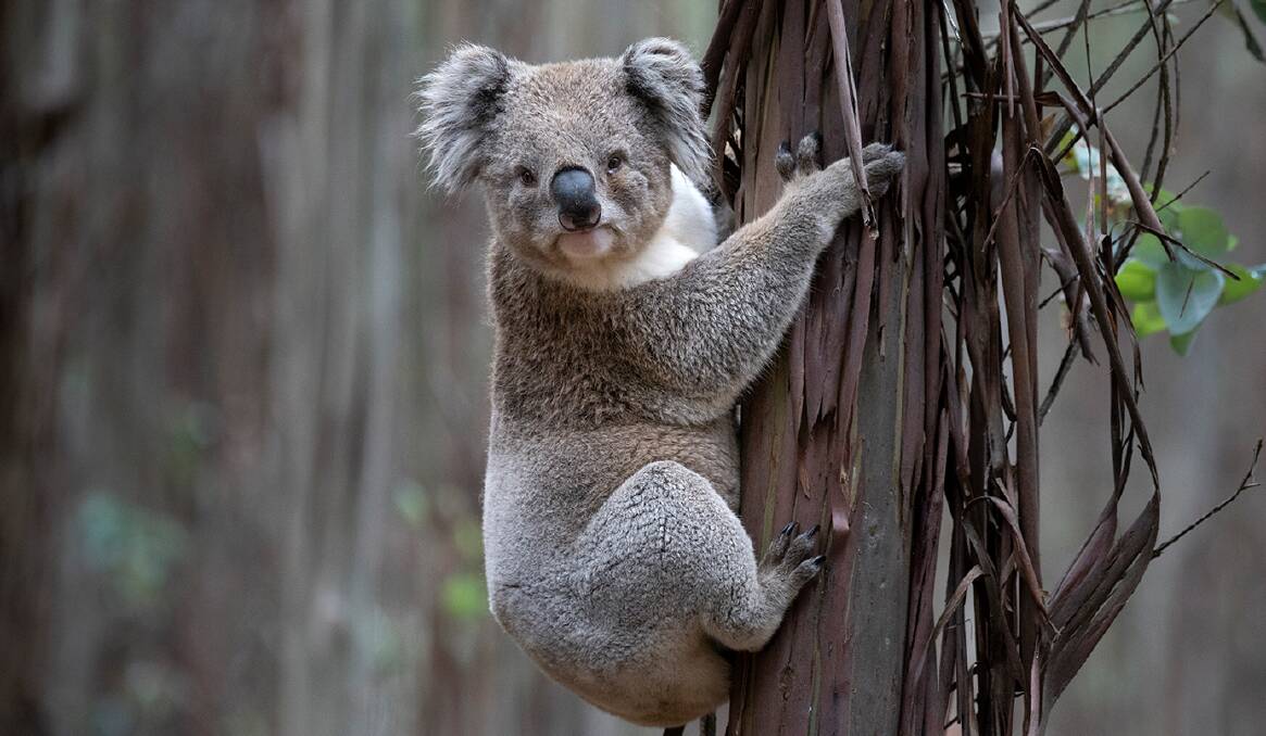 SURVIVING: The logging of a blue gum plantation in Gordon, where four koalas are said to live, has been postponed for an indefinite period of time. Picture: Peter Kervarec.
