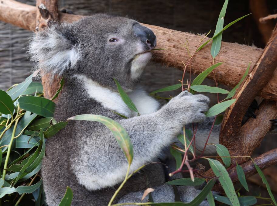 The Ballarat Wildlife Park has been keeping koalas for over 35 years. Picture: Lachlan Bence.