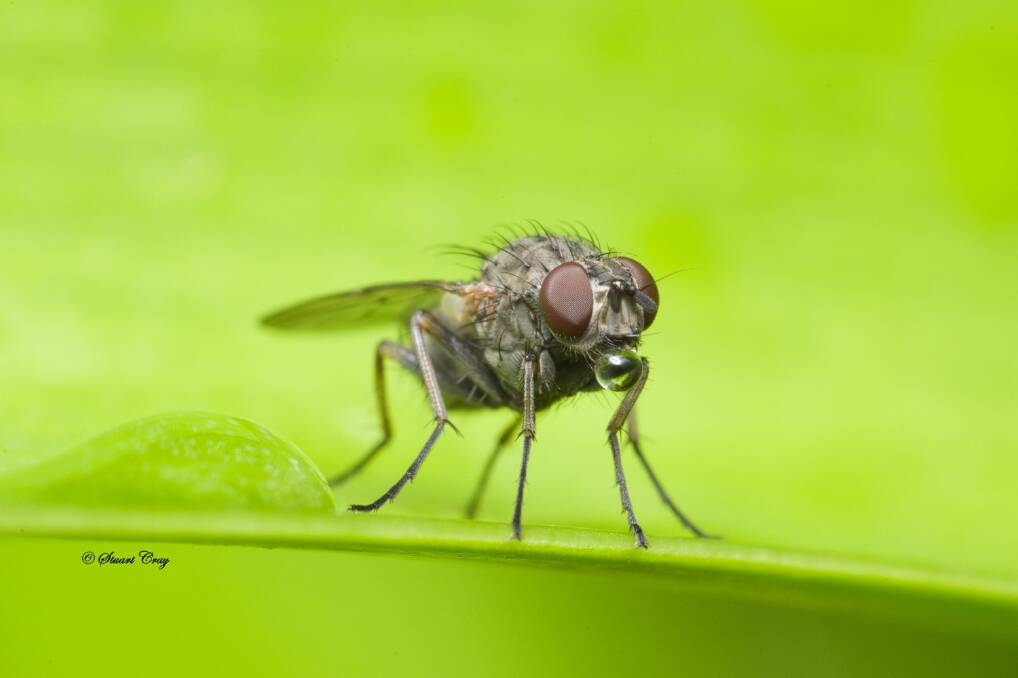 Stuart Cray's photo 'Fly Drinking' which won the 'macro' open category. Picture by Stuart Cray.