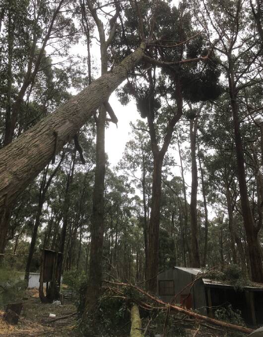 DANGER: One of the trees that threatened buildings at the East Trentham wildlife shelter after last year's storms. Operators are fundraising to get rid of them one by one. Pic: supplied.