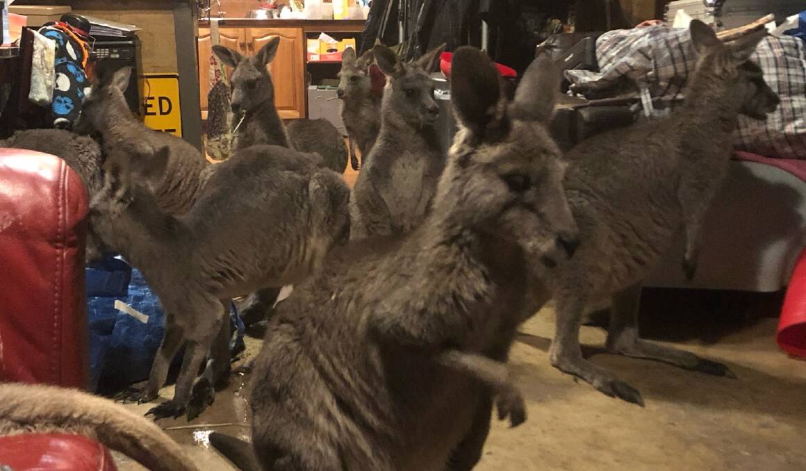 LOUNGEROOM: Almost two dozen young kangaroos were protected from the 2021 storm in Manfred and Helen's house in East Trentham. Pic: supplied