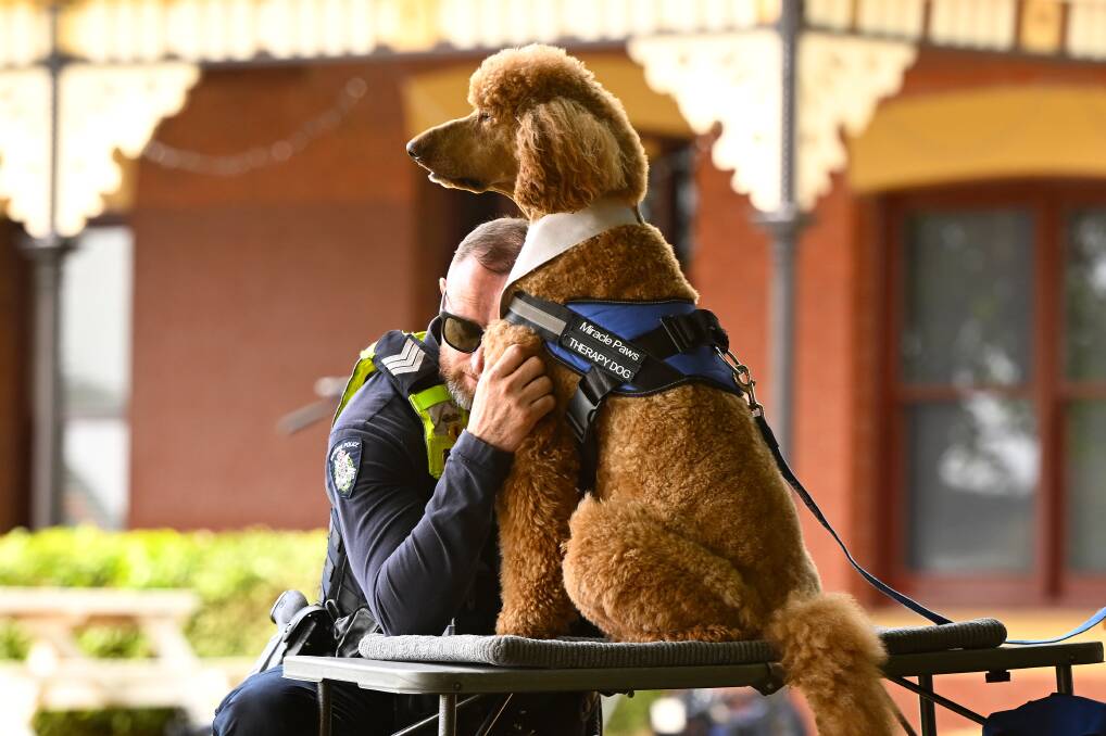 A police officer has a moment with 'Chilli' the Miracle Paws therapy dog at Daylesford on the morning after the accident that killed five people. Picture by Adam Trafford.