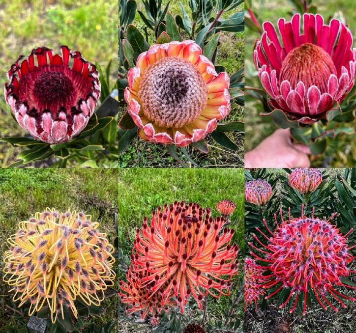 Nikki Davey and her family began growing South African-native proteas at Glenmore almost three years ago. Picture Instagram.