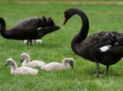 ICONIC: Black swans were among the most commonly reported injured animals to Wildlife Victoria in Ballarat last financial year. Picture: Adam Trafford.
