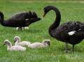 ICONIC: Black swans were among the most commonly reported injured animals to Wildlife Victoria in Ballarat last financial year. Picture: Adam Trafford.
