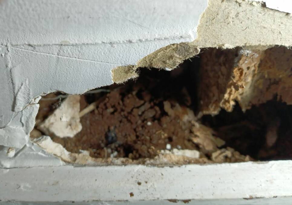 A close up of a hole in the wall revealing termite damage and mould inside. Picture by Lisa Tester.