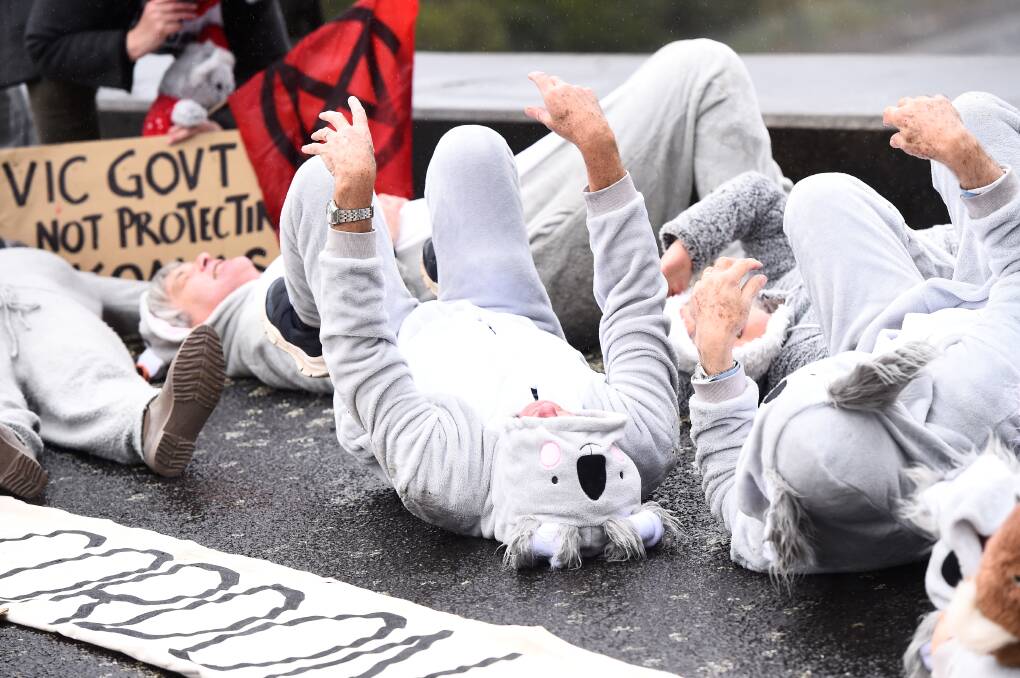 Protestors in koala suits 'play dead' on an overpass along the Western Freeway on Friday. Picture by Adam Trafford.
