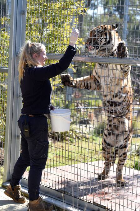 Satu with carnivore keeper Julie Castles in 2020. Picture by Kate Healy.