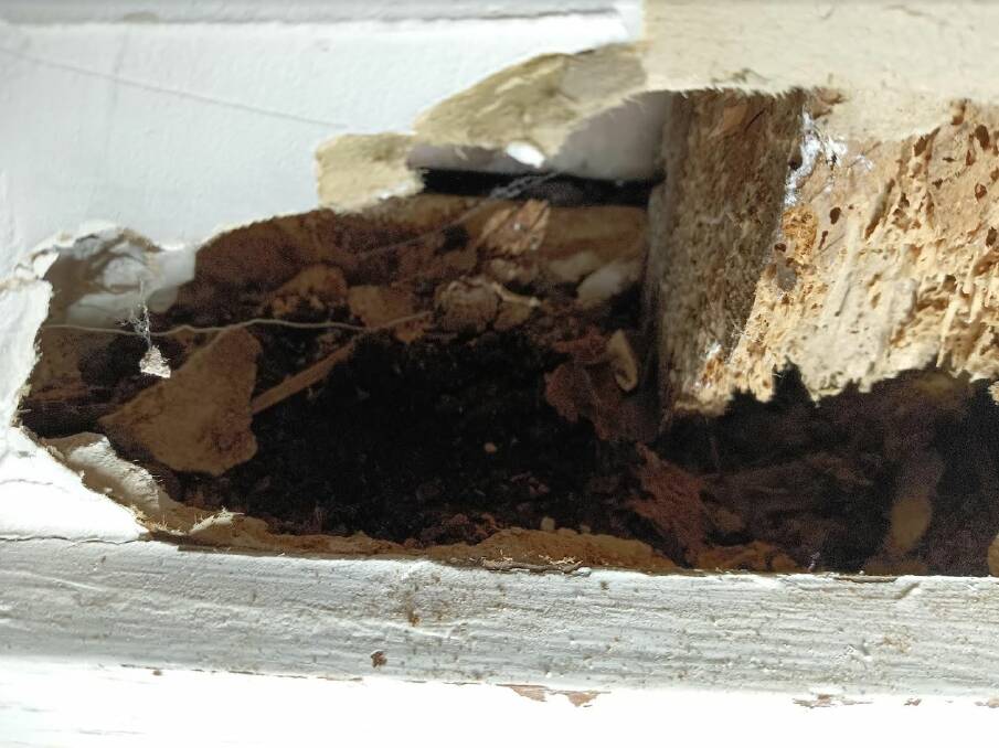 Termite and water damage to a wall in the Delacombe home. Nothing is supporting the base of the vertical post. Picture by Lisa Tester.
