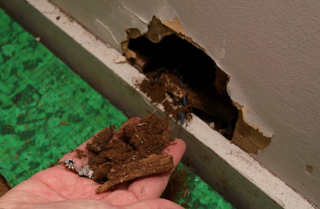 Delacombe mum Lisa Tester shows a wall that is caving in and holes that have revealed termite and water damage to the frame. Housing Victoria repairers offered to put a board over the hole. Picture by Lachlan Bence. 