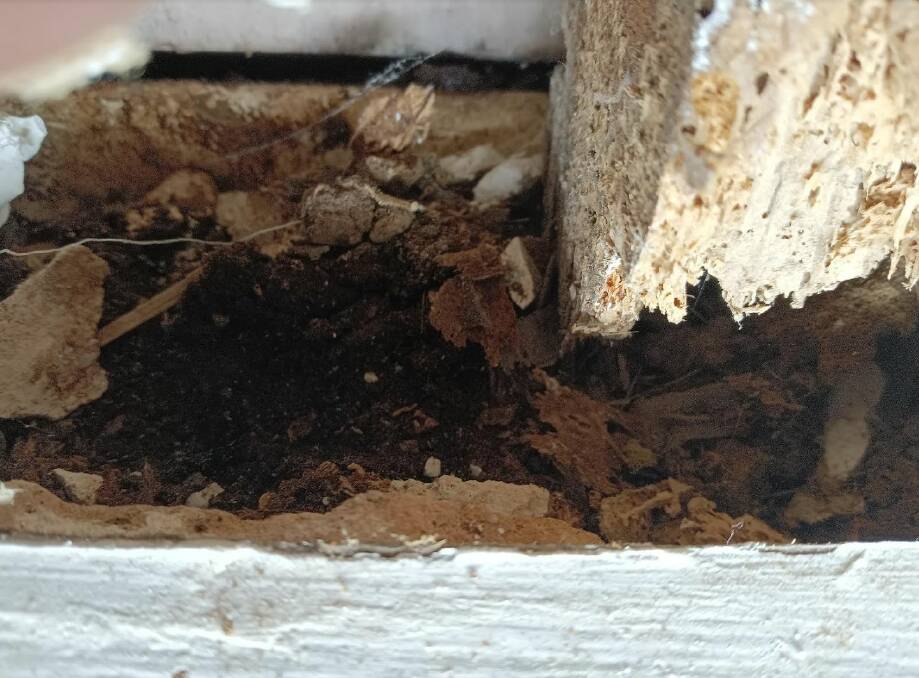 Termite damage inside one of the holes in the Tester family's Delacombe home. They are wondering what other problems are lurking behind the walls and ceiling. Picture by Lisa Tester.