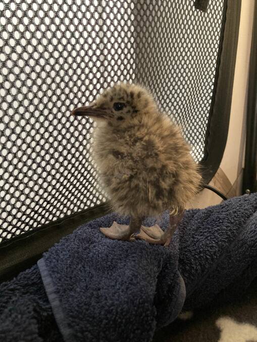 A baby seagull at Jessica Robertson's Ballarat Shelter. Picture by Jessica Robertson
