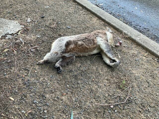 A koala which was found dead near the Cartons Road bypass in Gordon on January 24, 2024. Picture supplied