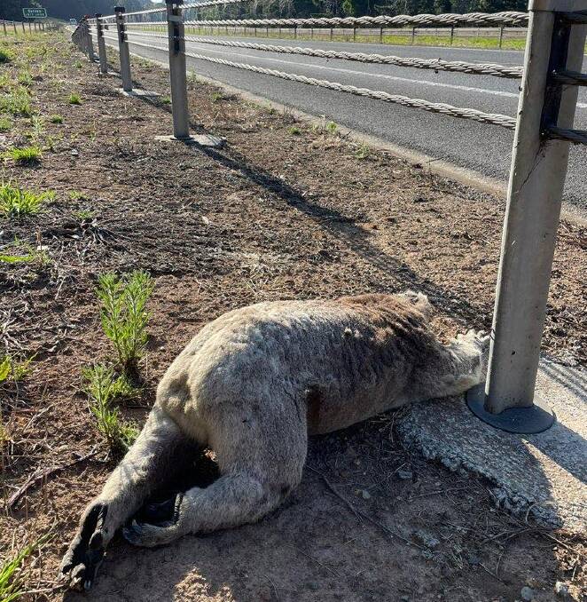 A koala found dead on the Western Freeway near Gordon on January 5, 2024. Picture supplied