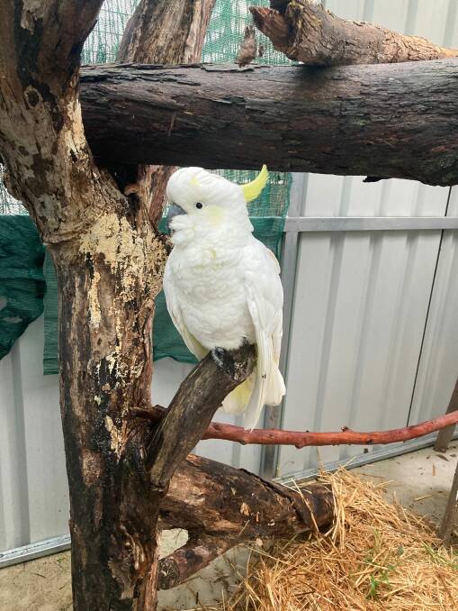 A sulphur-crested cockatoo at Jessica Robertson's Ballarat Shelter. Picture by Jessica Robertson
