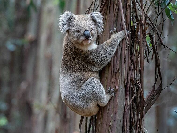 A koala in the Gordon blue gum plantation. Picture by Peter Kervarec