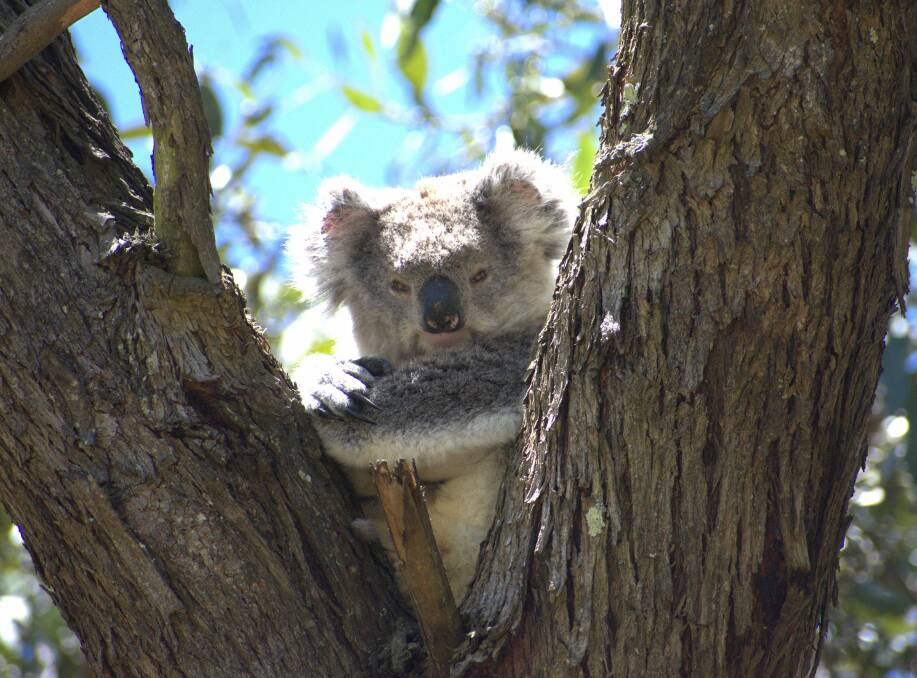 A koala living near the Gordon blue gum plantation which is set to be harvested. Picture by Heidi Johnson