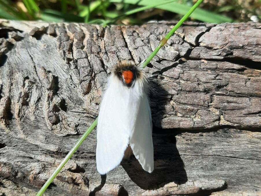 MARKS THE SPOT: The red dot helps identify Sparshalli Moth. 