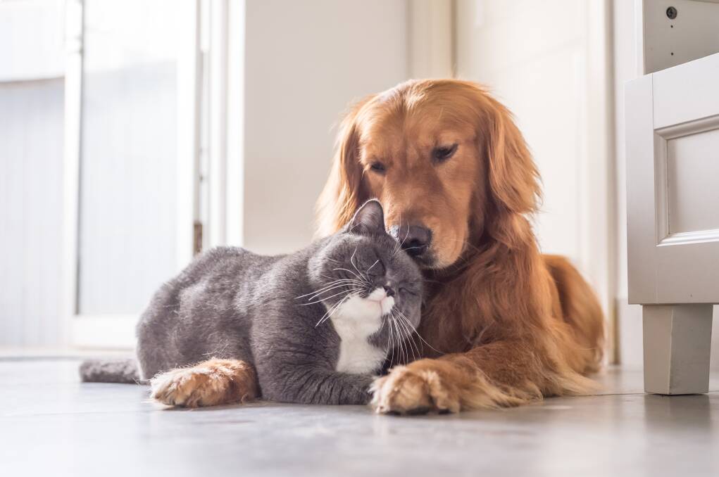 PEACE: While they may not be besties, cats and dogs can live together. Picture: Shutterstock